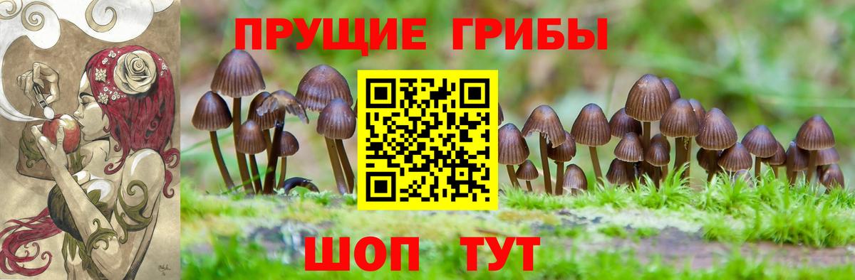 Псилоцибиновые грибы мицелий Верхняя Пышма
