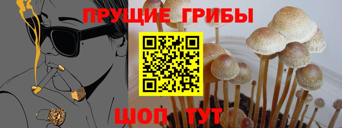 Верхняя Пышма  Псилоцибиновые грибы прущие грибы  Галлюциногенные грибы Psilocybine cubensis  Вход с VPN 